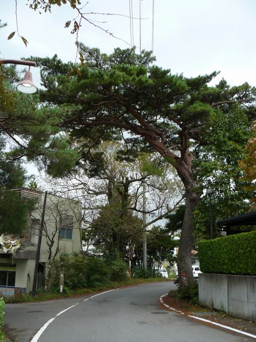 ���{�{�X��