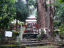 磐椅神社参道石段沿いにある鳥居杉と石燈篭