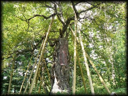 �؂����T�N��