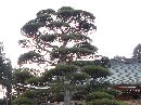 法蔵寺境内に生える松の古木と石燈篭