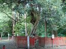 伊佐須美神社境内の東側にある飛竜の藤