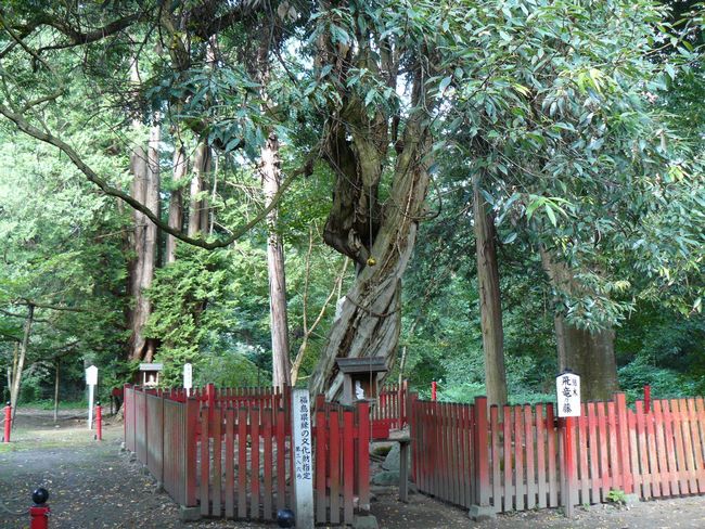 �ɍ��{���_��