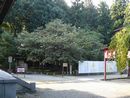 伊佐須美神社境内にあり春の季節が待ち遠しい薄墨桜