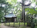 隠津島神社境内にある木幡の大スギと門神社