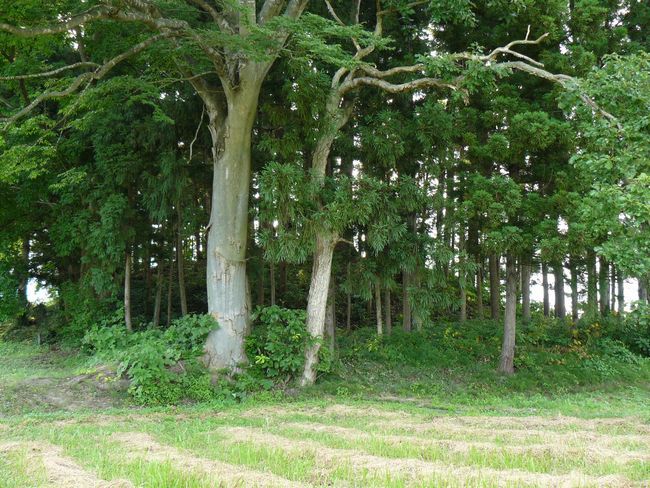 ����X�Õ��i��Í≺���j