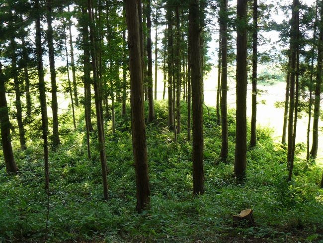 ����X�Õ��i��Í≺���j