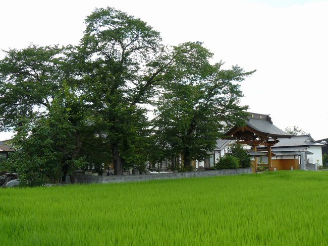 �{�����F�ʐ^