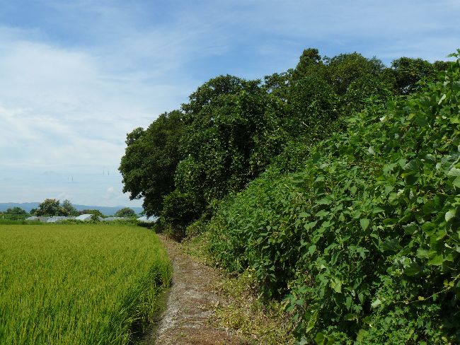 �_�w��i��Îᏼ�s�j�F�ʐ^