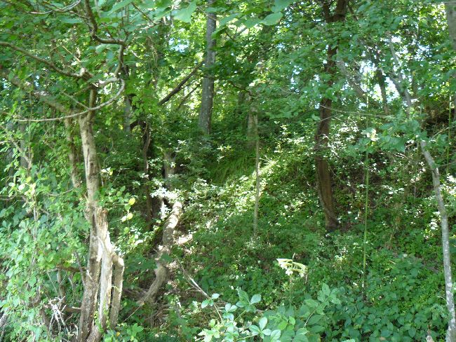 �_�w��i��Îᏼ�s�j�F�ʐ^