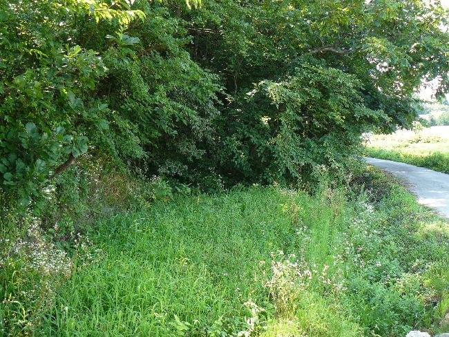 �_�w��i��Îᏼ�s�j�F�ʐ^