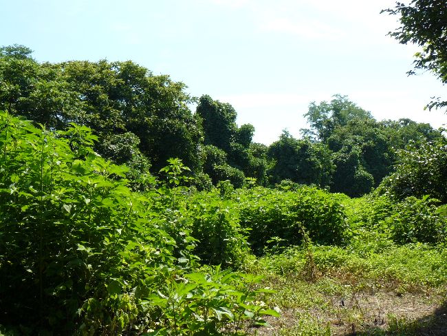 �_�w��i��Îᏼ�s�j�F�ʐ^