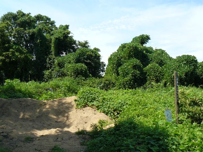 �_�w��i��Îᏼ�s�j�F�ʐ^