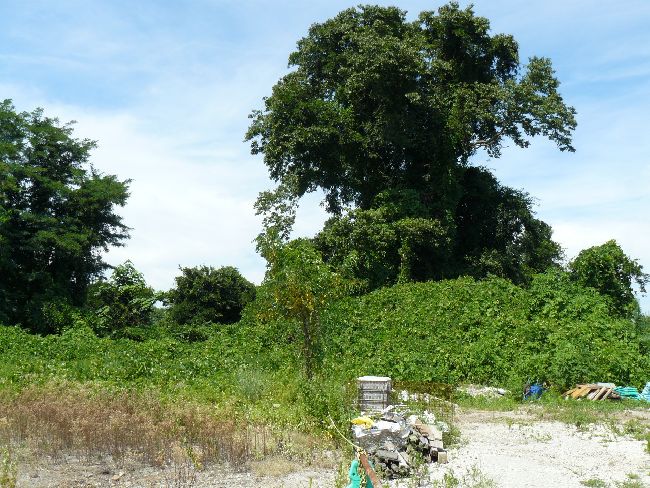 �_�w��i��Îᏼ�s�j�F�ʐ^