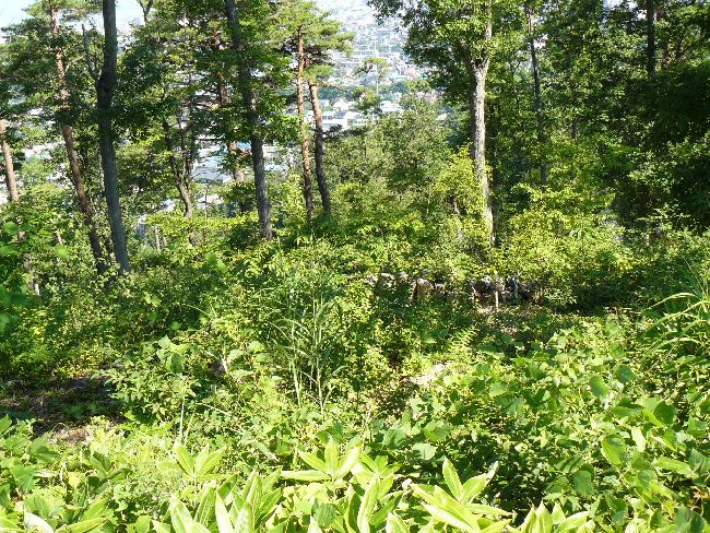 ���c�R��i��Îᏼ�s�j�F�ʐ^