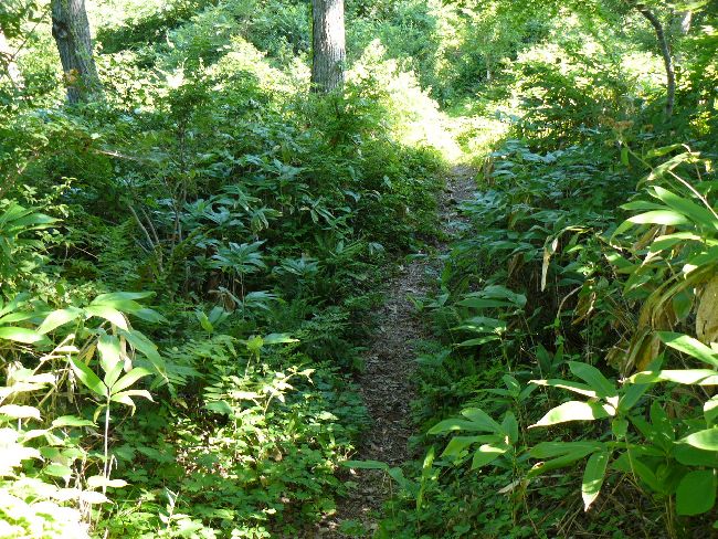 ���c�R��i��Îᏼ�s�j�F�ʐ^