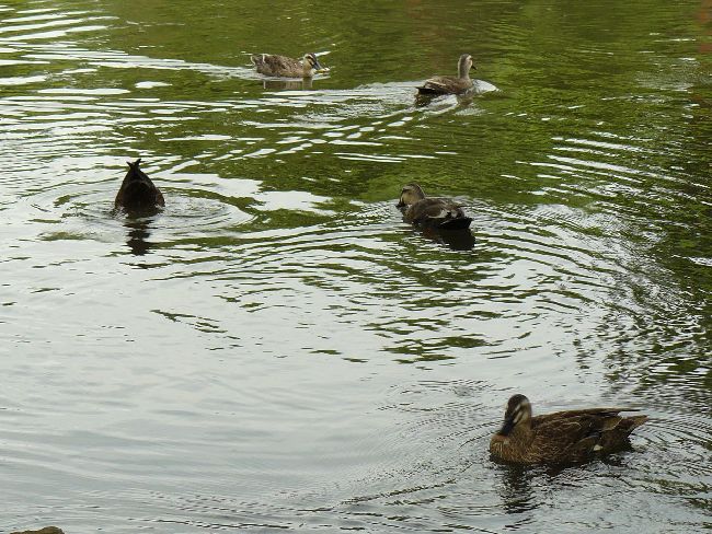 ��򉀁i��Îᏼ�s�j�F�ʐ^