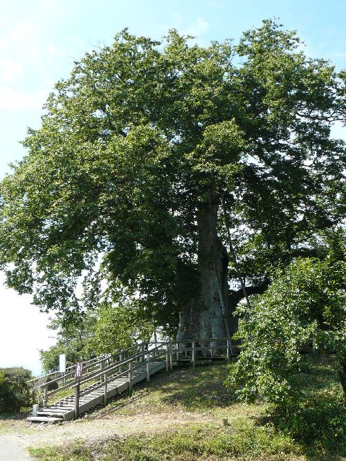 �����̑�؁i��Îᏼ�s�j�F�ʐ^