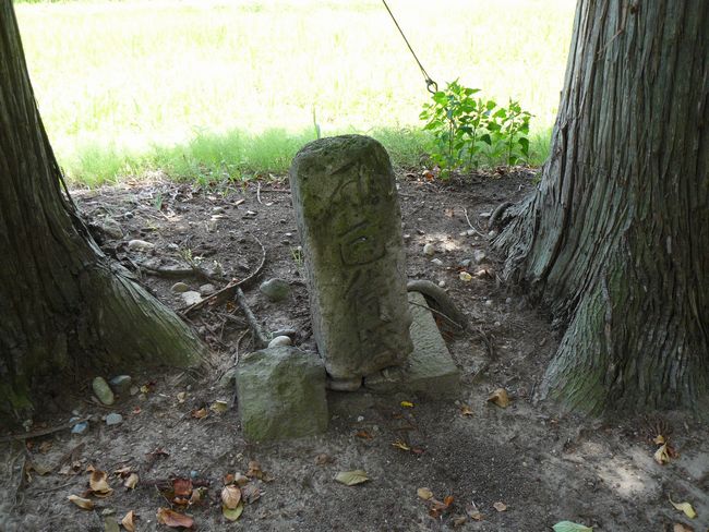 �c���R�ω��i�{��@�j�F�ʐ^