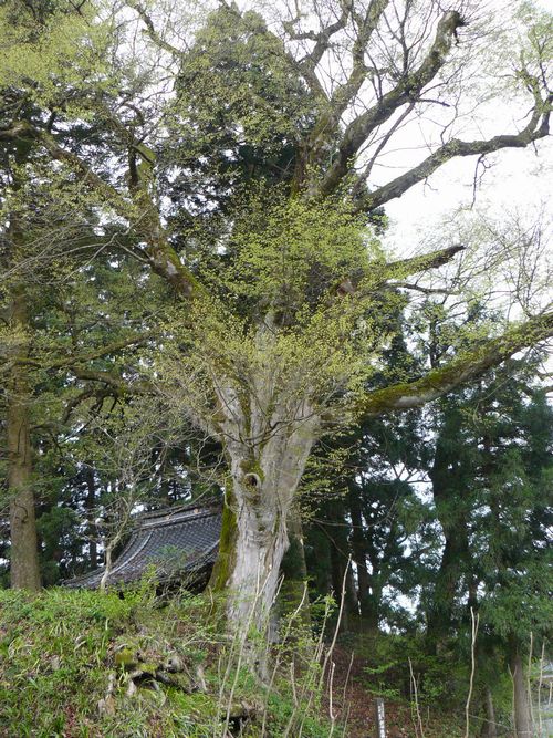 �z��X���F�V�J�h