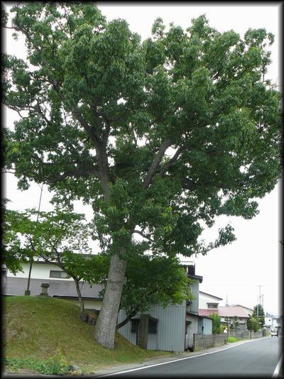 �ʕ{�̈ꗢ��