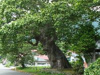 ��Ð��X���i����X���E�����̃P���L�j