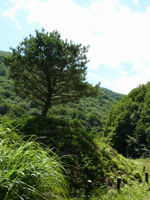 ������ꗢ�ˁE�ʐ^