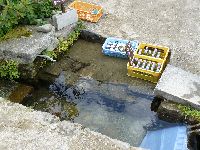 ����h�̎��R�p��